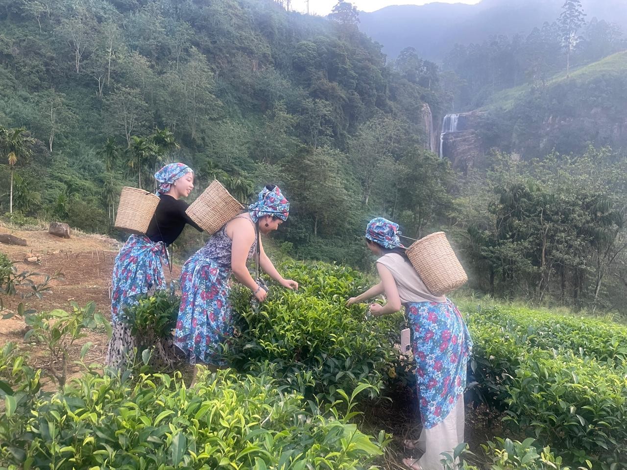 スリランカ旅行で茶畑体験を楽しむ旅行者